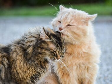 Kasside FIV