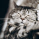 FIV kassi hooldus